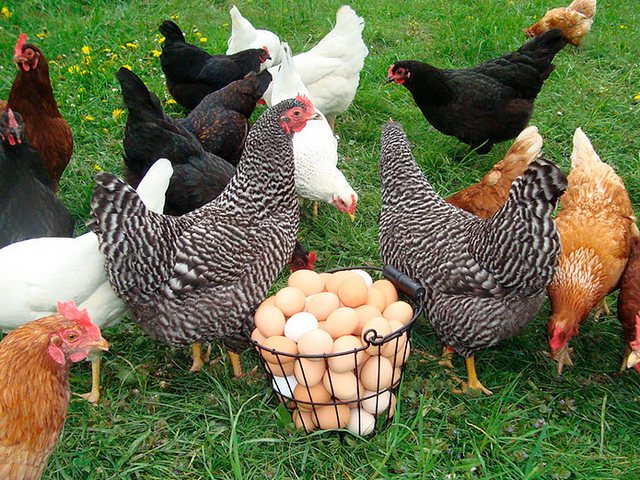 Содержание кур и уход за ними | ЗооТом - продажа, вязка и услуги для животных в Называевске