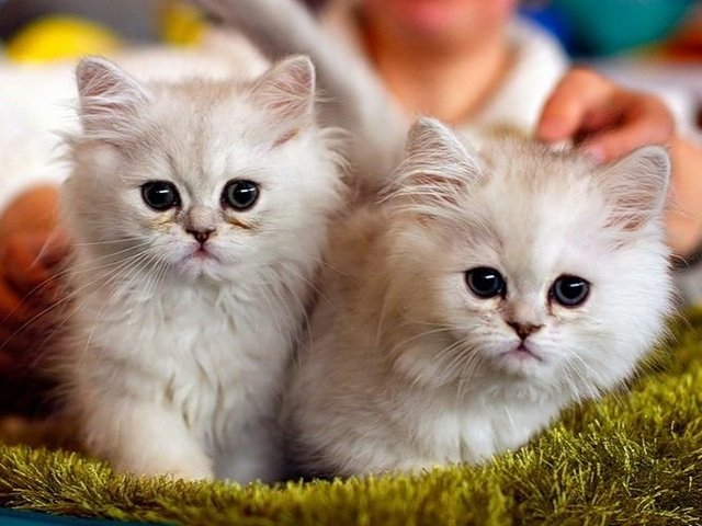 Породы кошек в Называевске | ЗооТом портал о животных