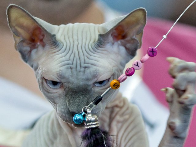 Выставки кошек в Называевске | ЗооТом портал о животных