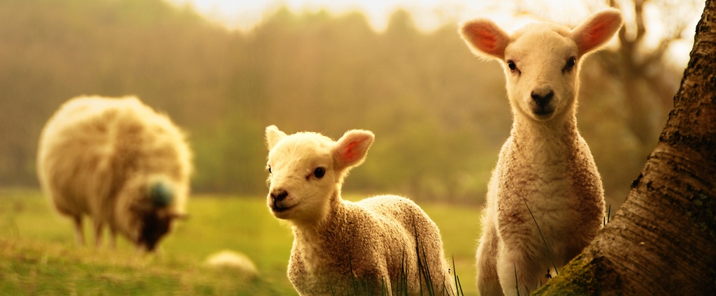 Объявления о сельскохозяйственных животных | ЗооТом - продажа, вязка и услуги для животных в Называевске