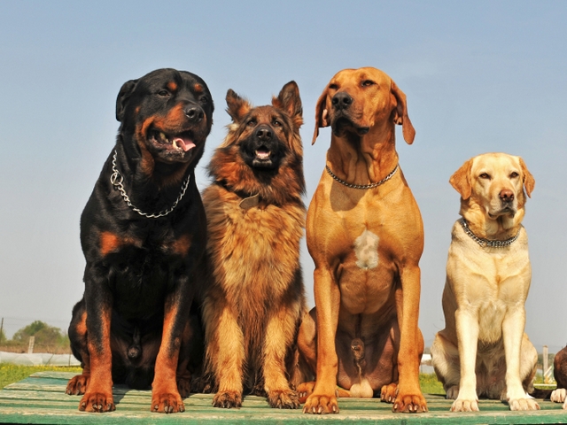 Крупные породы собак в Называевске | ЗооТом портал о животных