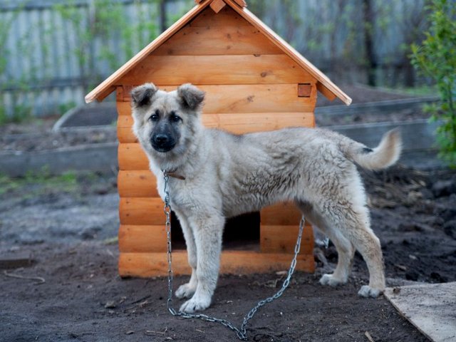 Все о собаках в Называевске Все о собаках в Называевске